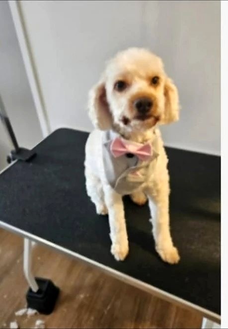 After: neat groom with a pink bow tie