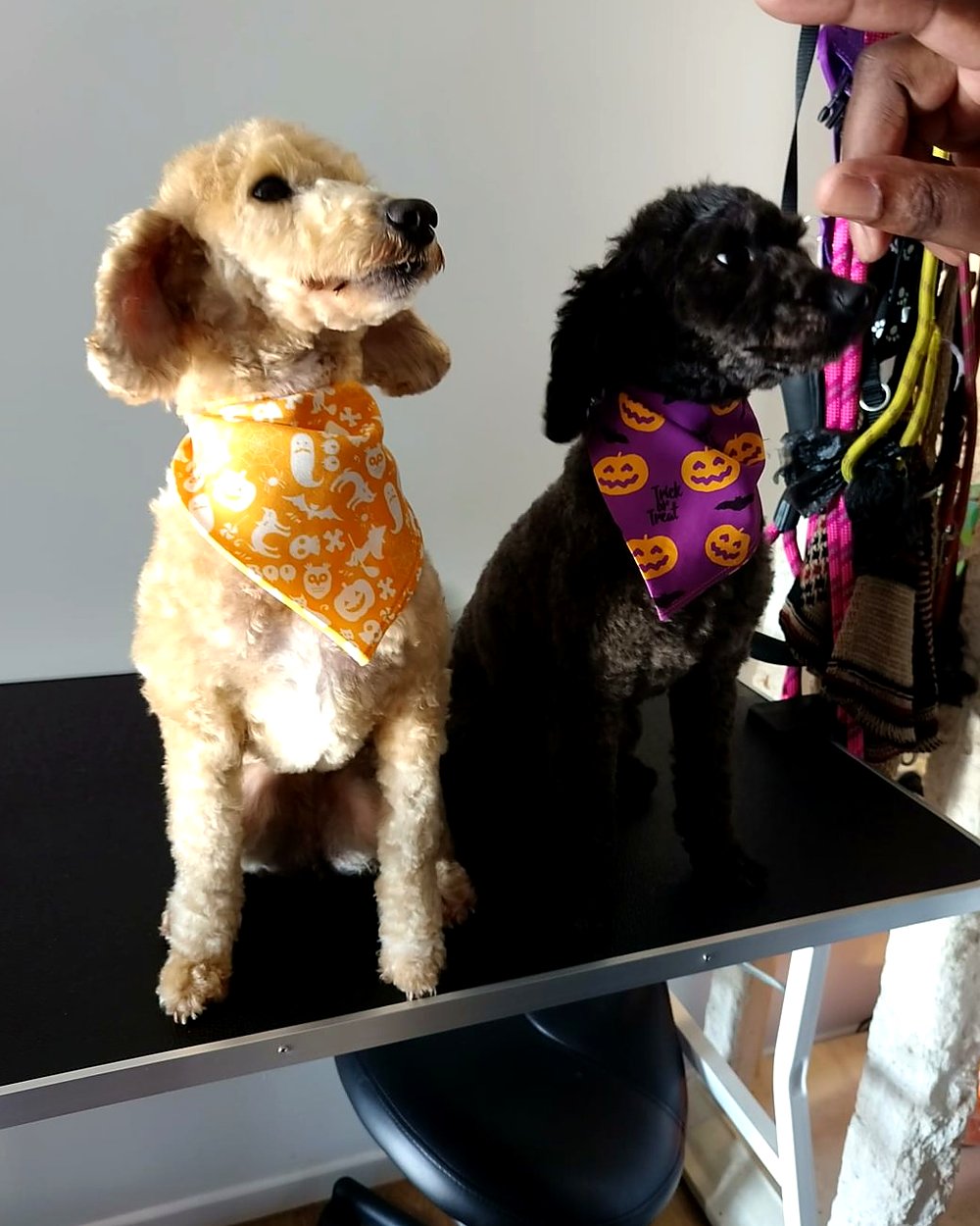 Two freshly groomed poodles in Halloween bandanas on the grooming table