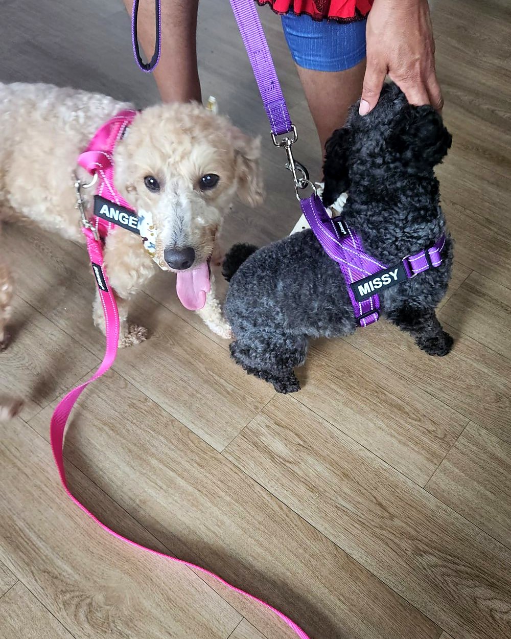 Angel and Missy side by side in pink and purple harnesses