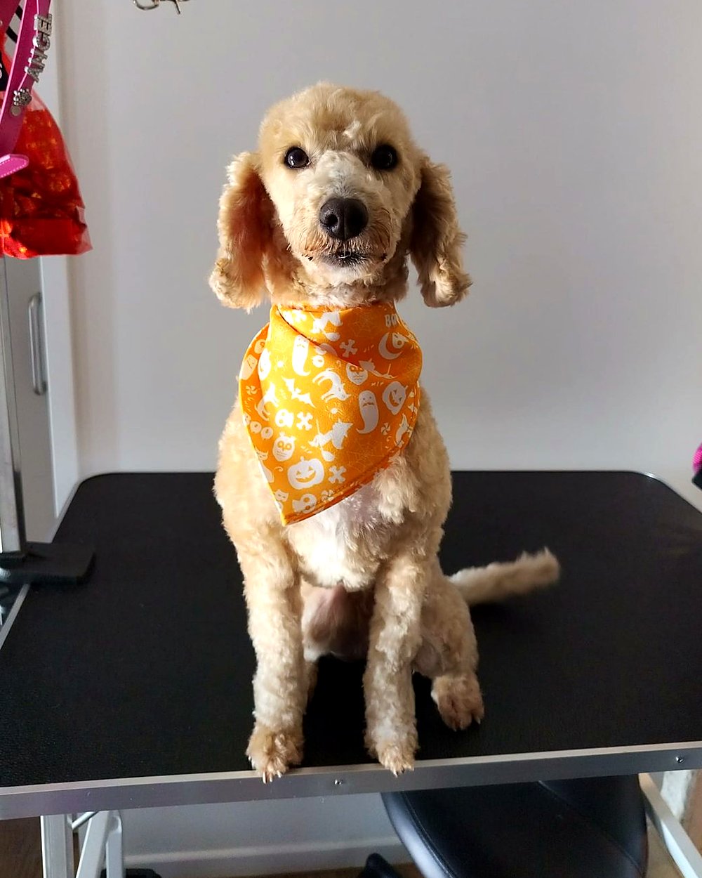 Apricot poodle sitting pretty after a groom