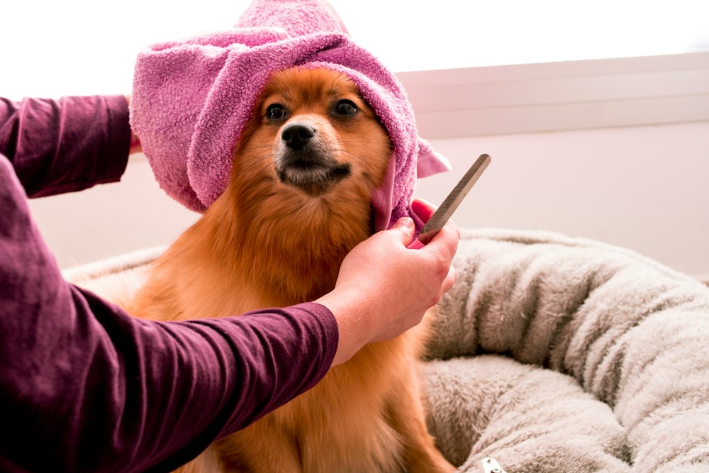 Fluffy pup wrapped in a pink towel after a bath