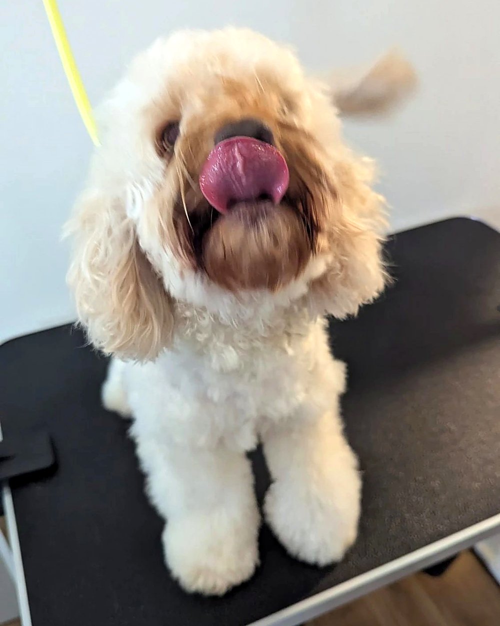 Fluffy cream doodle licking its nose on the grooming table