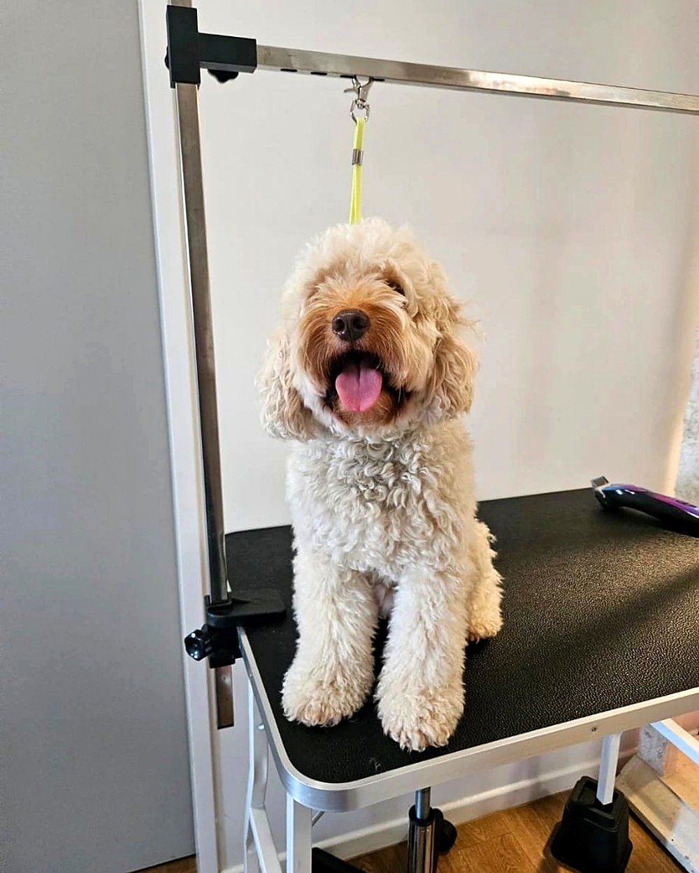 Bath & Blow-Dry