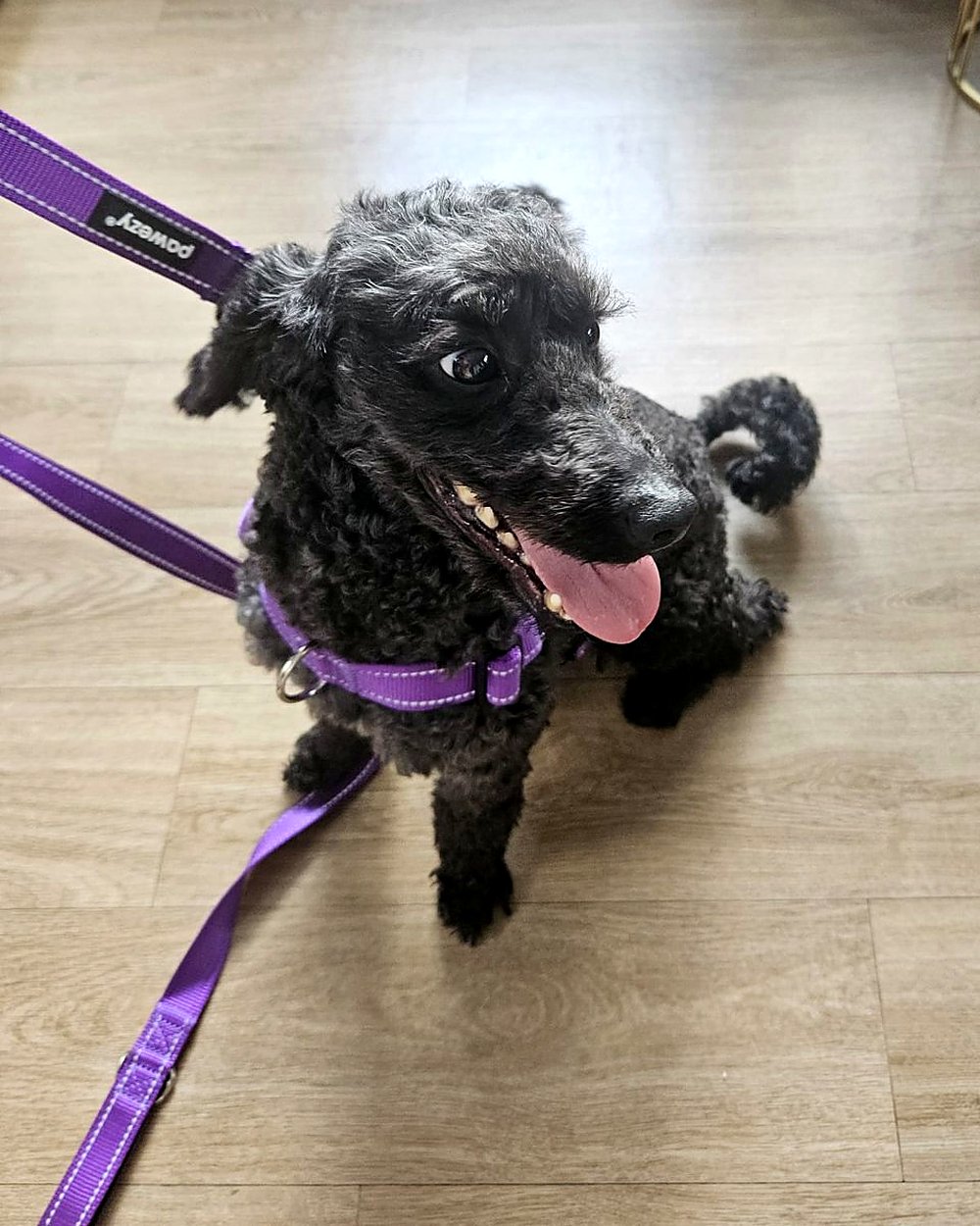 Black poodle Missy smiling in her purple harness