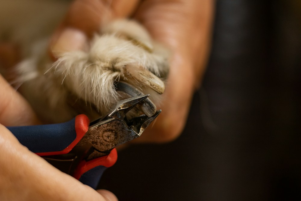 Groomer clipping a small dog's nails